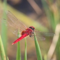 7 Dragonflies and damsel files